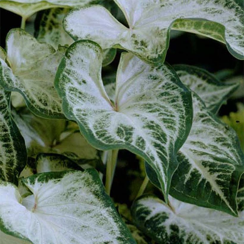 Kirjolehti Aaron (Foliage)