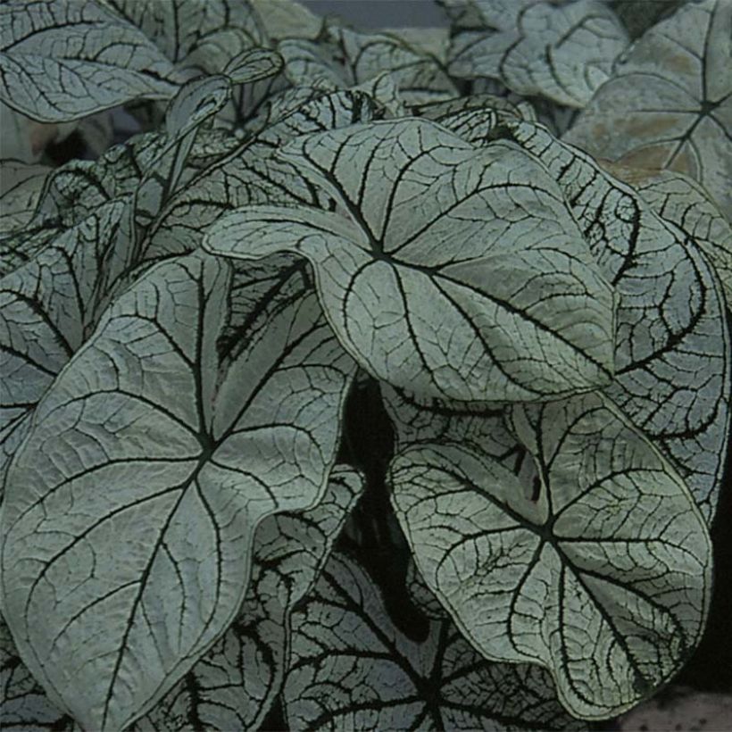 Kirjolehti Candidum (Foliage)