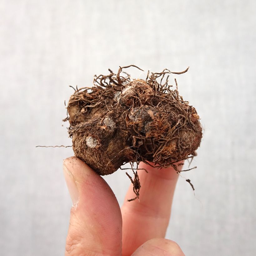 Example of Kirjolehti Candidum Bulbe size I as you get in printemps