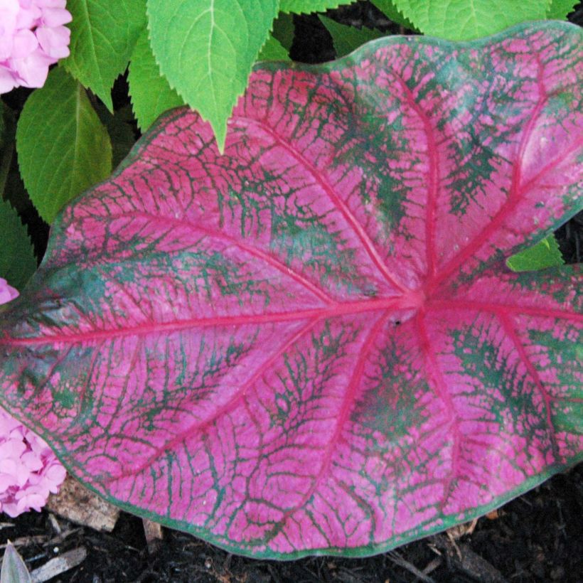 Kirjolehti Fannie Munson (Foliage)