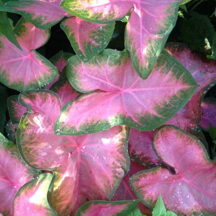 Kirjolehti Rosebud (Foliage)