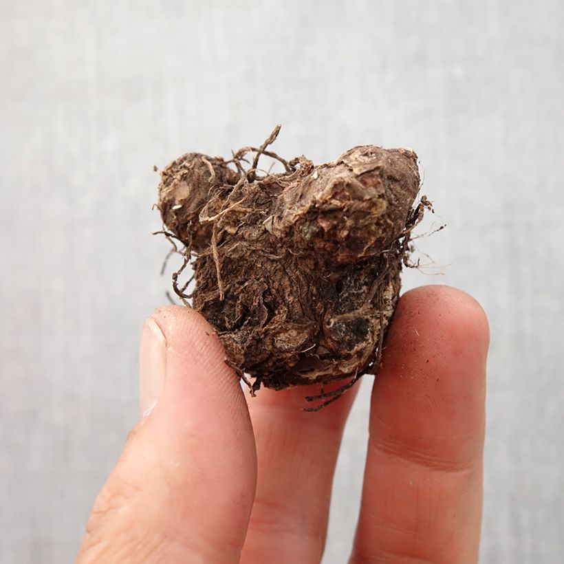 Example of Kirjolehti Rosebud Bulbe size I as you get in printemps