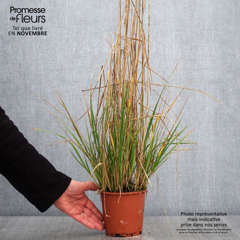 Esimerkki syksyllä toimitetusta Calamagrostis acutiflora Avalanche - Calamagrostide Pot de 1L/1,5L-taimesta