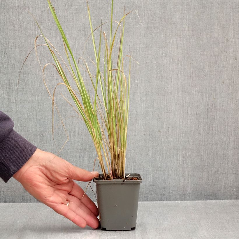 Esimerkki syksyllä toimitetusta Koristekastikka Eldorado 8/9 cm taimiruukku-taimesta