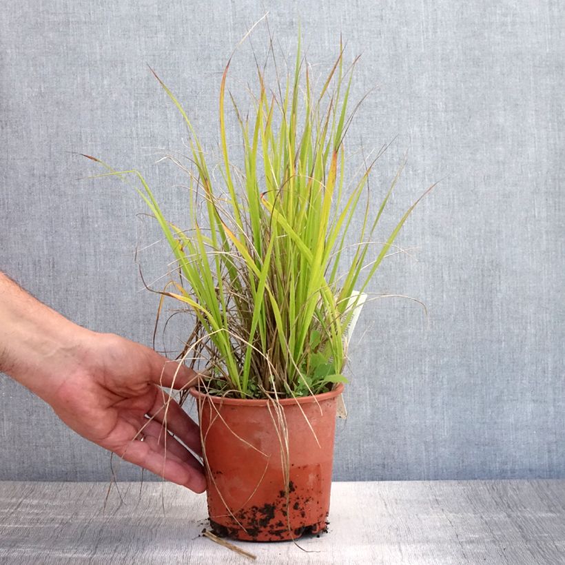Esimerkki kesällä toimitetusta Tupaskastikka Waldenbuch Pot de 1L/1,5L-taimesta