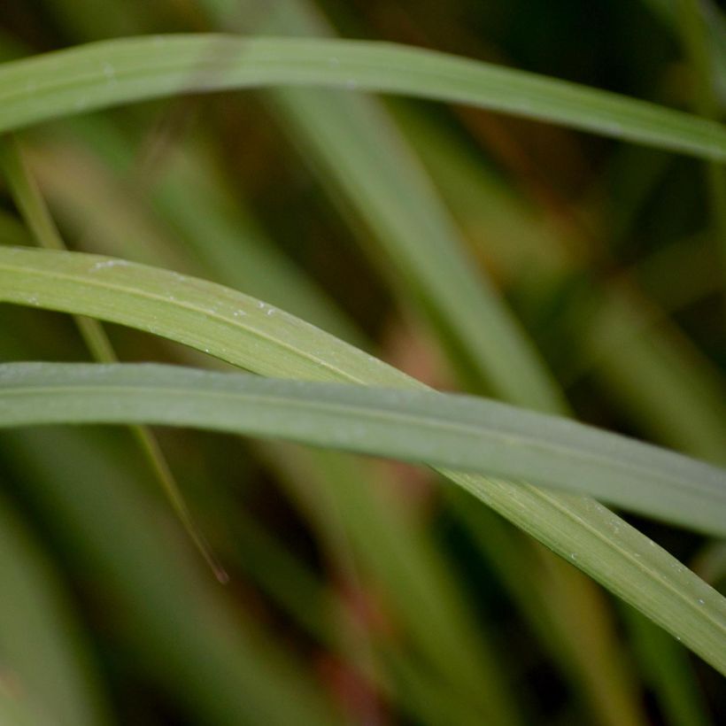 Timanttikastikka - Calamagrostis brachytricha (Lehvistö)
