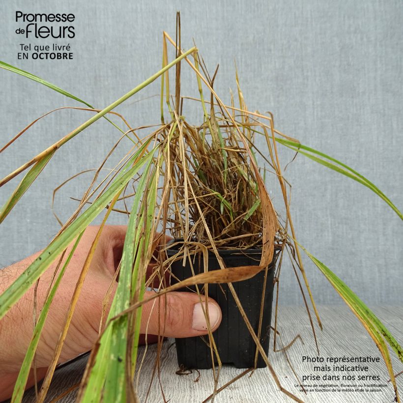 Esimerkki syksyllä toimitetusta Timanttikastikka - Calamagrostis brachytricha 8/9 cm taimiruukku-taimesta