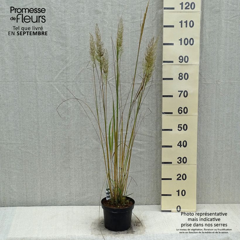 Esimerkki syksyllä toimitetusta Timanttikastikka - Calamagrostis brachytricha 3 litran/4 litran ruukku-taimesta