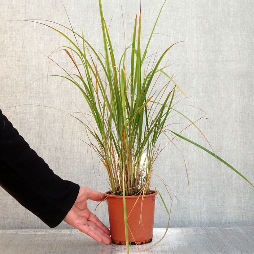 Esimerkki syksyllä toimitetusta Calamagrostis brachytricha - Herbe aux diamants Pot de 1L/1,5L-taimesta