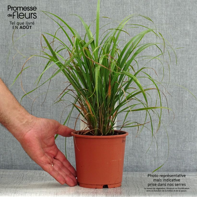 Esimerkki kesällä toimitetusta Timanttikastikka - Calamagrostis brachytricha Ruukku 1L / 1,5L-taimesta