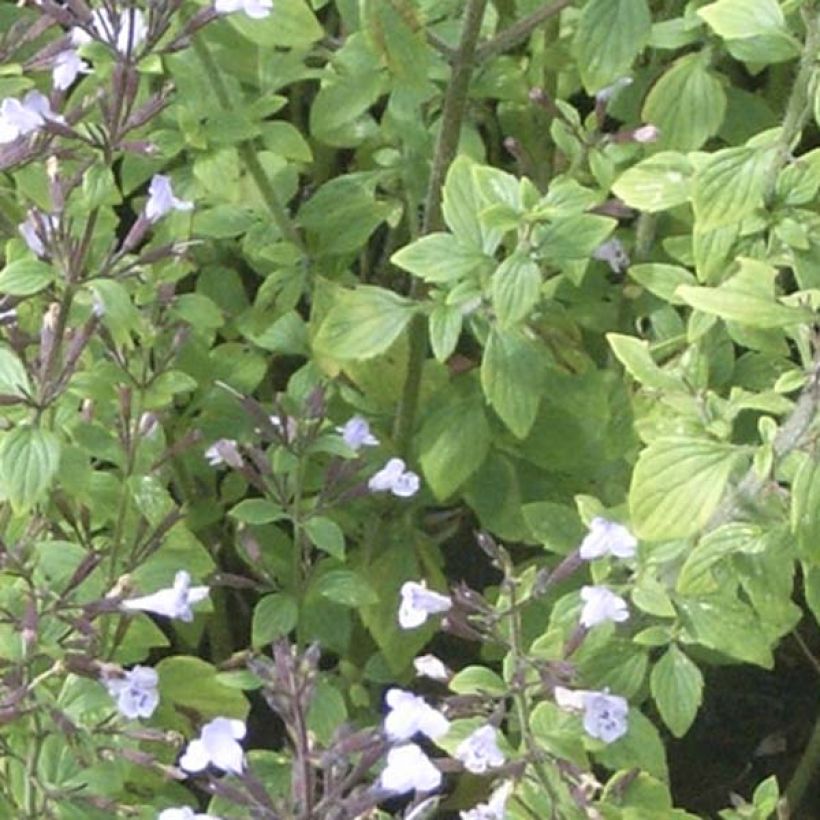 Kivikkokäenminttu - Calamintha nepeta (Lehvistö)