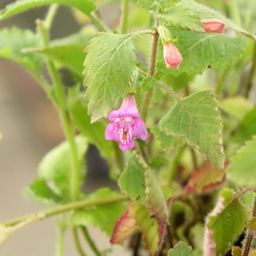 Tarhakäenminttu - Calamintha grandiflora (Lehvistö)
