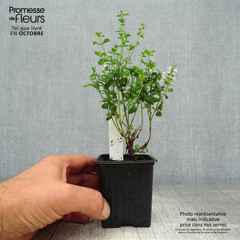 Esimerkki syksyllä toimitetusta Kivikkokäenminttu - Calamintha nepeta 8/9 cm taimiruukku-taimesta