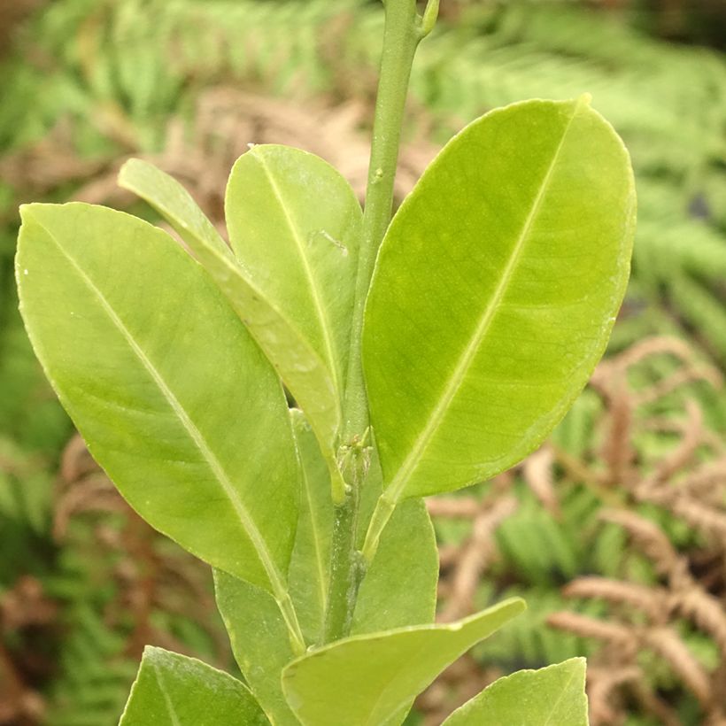 Kalamondiini - Citrus madurensis (Lehvistö)