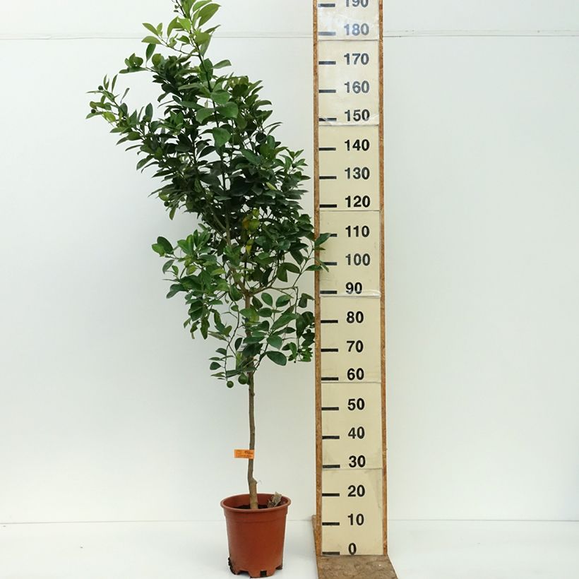 Esimerkki kesällä toimitetusta Kalamondiini - Citrus madurensis 3 litran/4 litran ruukku, Mätäs-taimesta