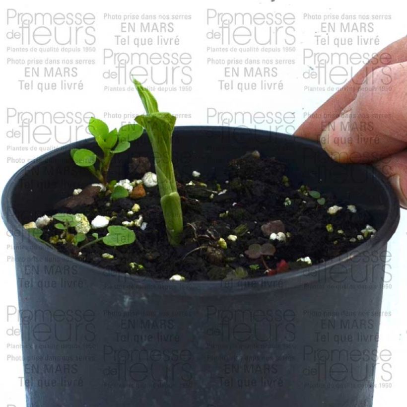 Example of Heidinkämmekä - Calanthe discolor Bulbe size I as you get