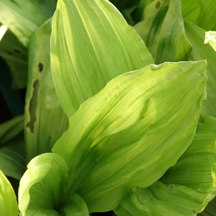 Heidinkämmekä - Calanthe discolor (Foliage)