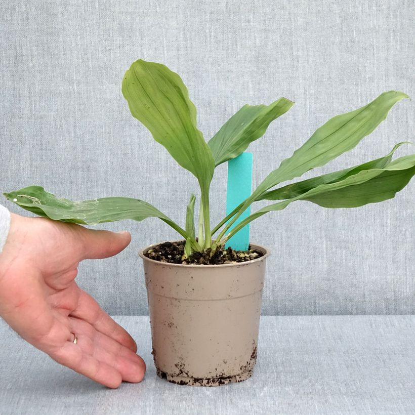 Example of Heidinkämmekä - Calanthe discolor Pot de 1L/1,5L size I as you get in printemps