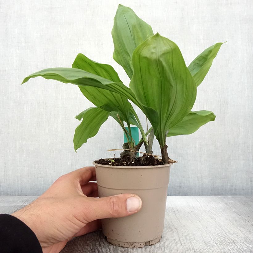 Esimerkki syksyllä toimitetusta Calanthe Olive Green - Orchidée vivace Pot de 1,5L/2L-taimesta