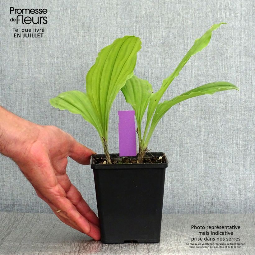 Esimerkki kesällä toimitetusta Heidinkämmekä Olive Green Pot de 1,5L/2L-taimesta