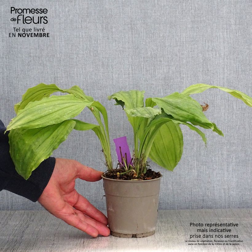 Esimerkki syksyllä toimitetusta Calanthe Pink & Cream - Orchidée vivace Pot de 1,5L/2L-taimesta