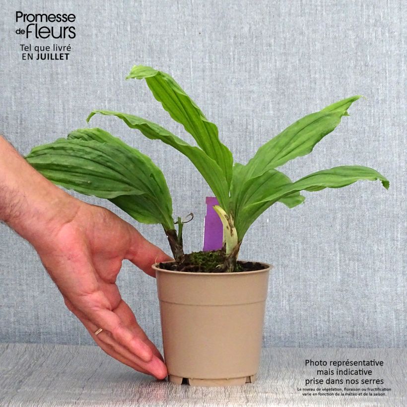 Esimerkki kesällä toimitetusta Heidinkämmekä Pink & Cream Pot de 1,5L/2L-taimesta