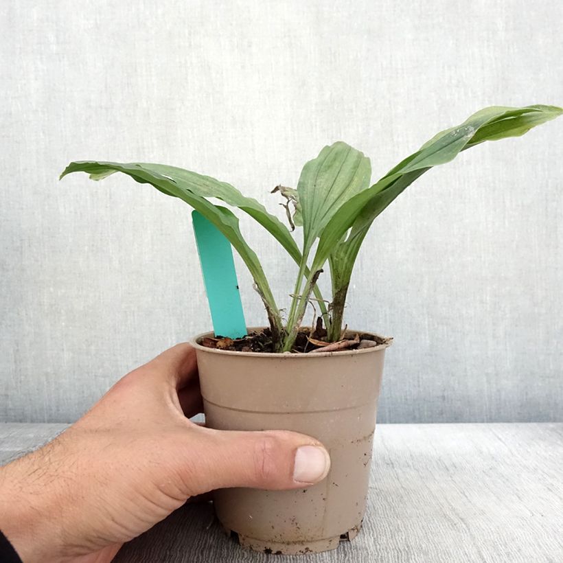 Esimerkki syksyllä toimitetusta Calanthe Red Sunset - Orchidée vivace Pot de 1L/1,5L-taimesta