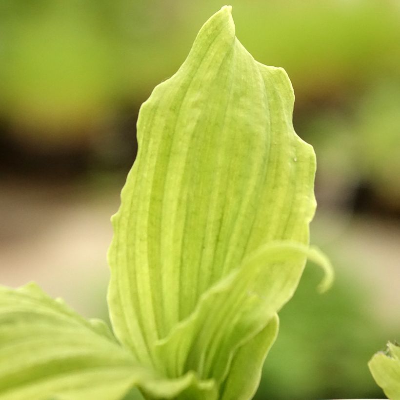 Heidinkämmekä - Calanthe reflexa (Foliage)