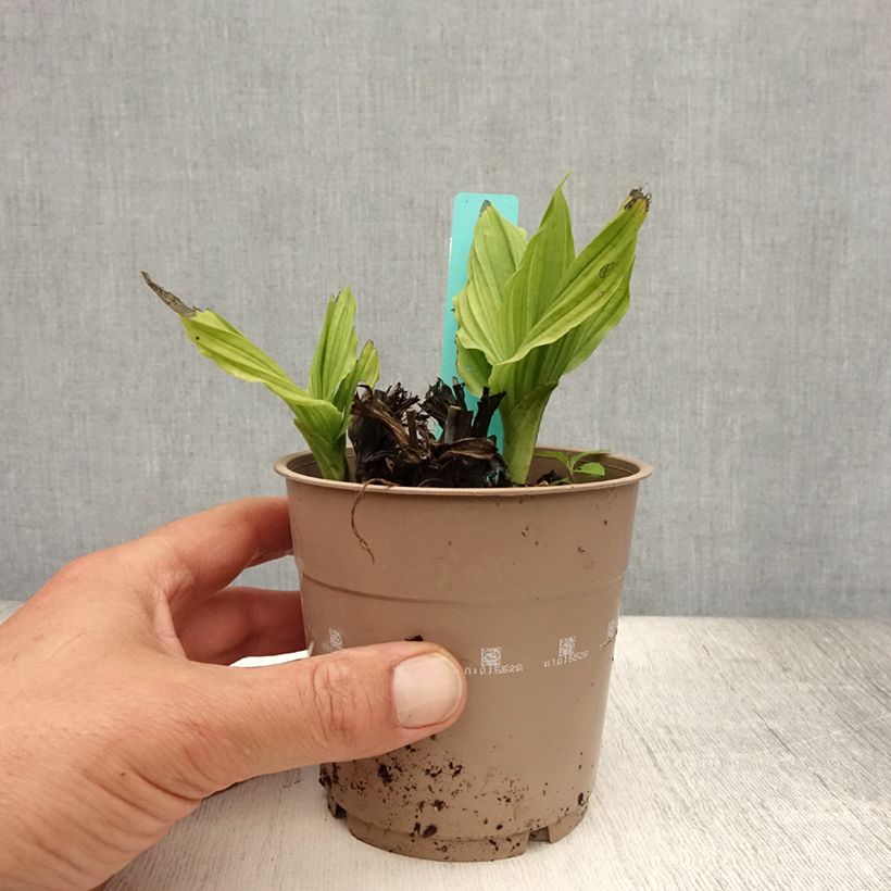 Esimerkki kesällä toimitetusta Heidinkämmekä - Calanthe reflexa Pot de 1,5L/2L size I-taimesta