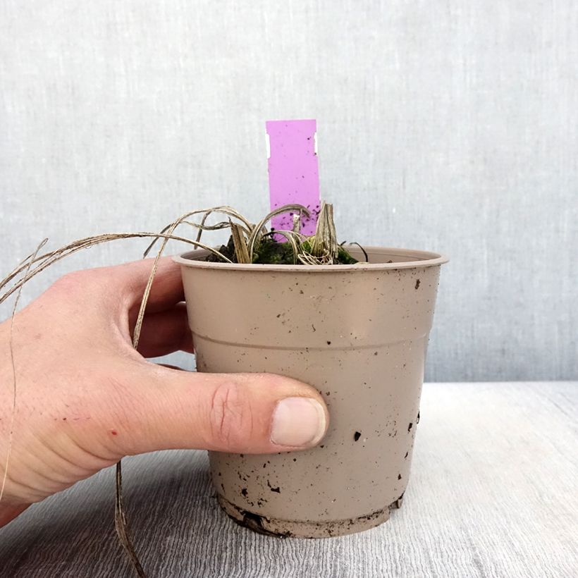 Example of Heidinkämmekä - Calanthe tricarinata Pot de 1L/1,5L size I as you get in printemps