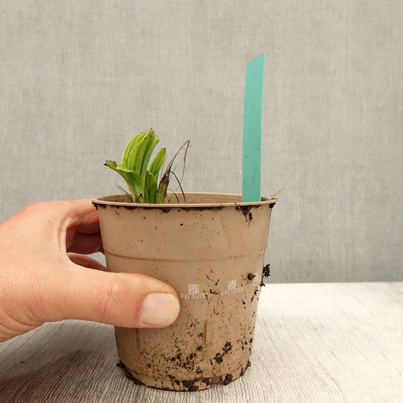 Esimerkki syksyllä toimitetusta Heidinkämmekä - Calanthe tricarinata 1 litran / 1,5 litran ruukku Koko I-taimesta