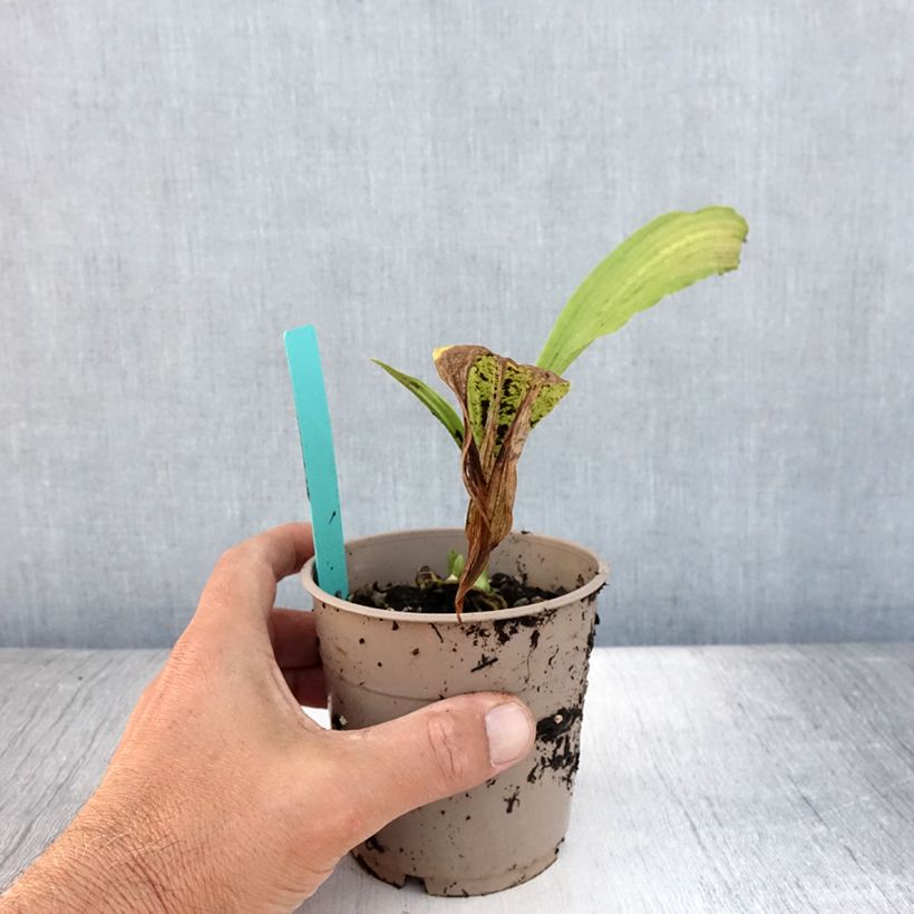 Esimerkki kesällä toimitetusta Heidinkämmekä - Calanthe tricarinata Pot de 1L/1,5L size I-taimesta