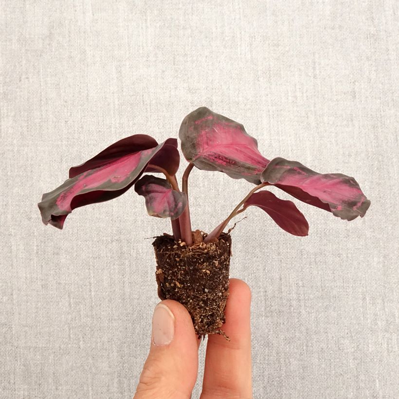 Example of Peilimaija Crimson Mini-plante as you get in printemps