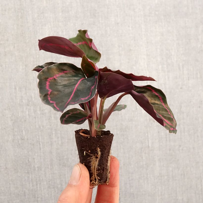 Esimerkki keväällä toimitetusta Calathea Dottie Mini-plante-taimesta