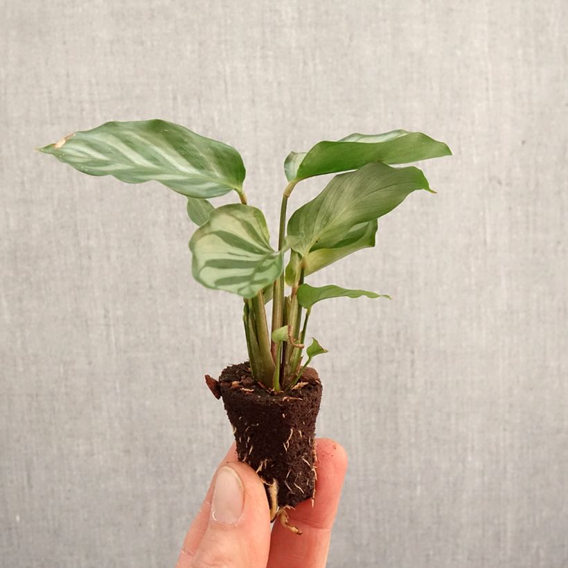 Esimerkki keväällä toimitetusta Calathea Freddie Mini-plante-taimesta