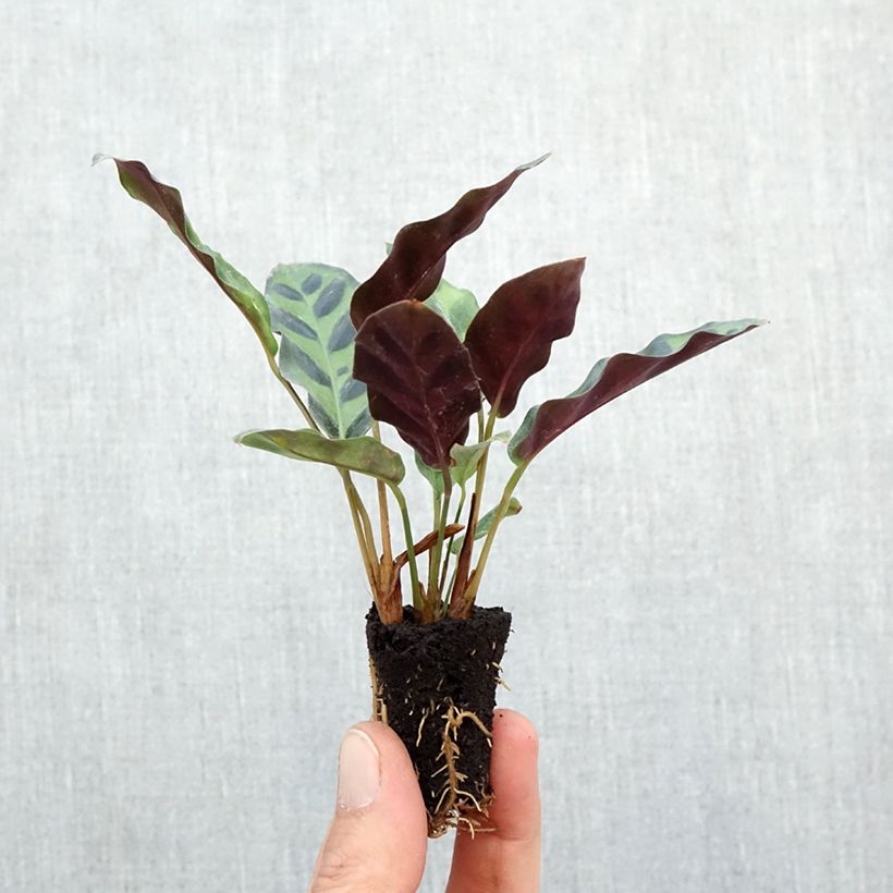 Esimerkki syksyllä toimitetusta Marmorimaija - Calathea insignis Minikasvi-taimesta