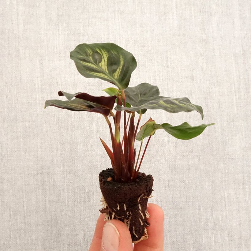 Esimerkki keväällä toimitetusta Maija - Calathea makoyana Minikasvi-taimesta