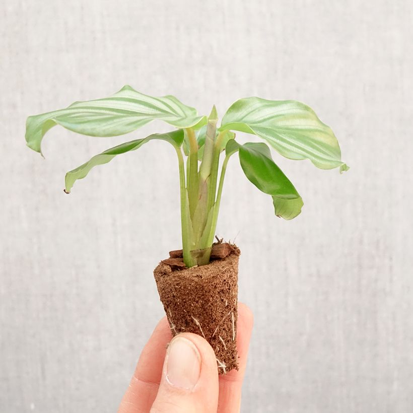 Esimerkki keväällä toimitetusta Calathea orbifolia Mini-plante-taimesta