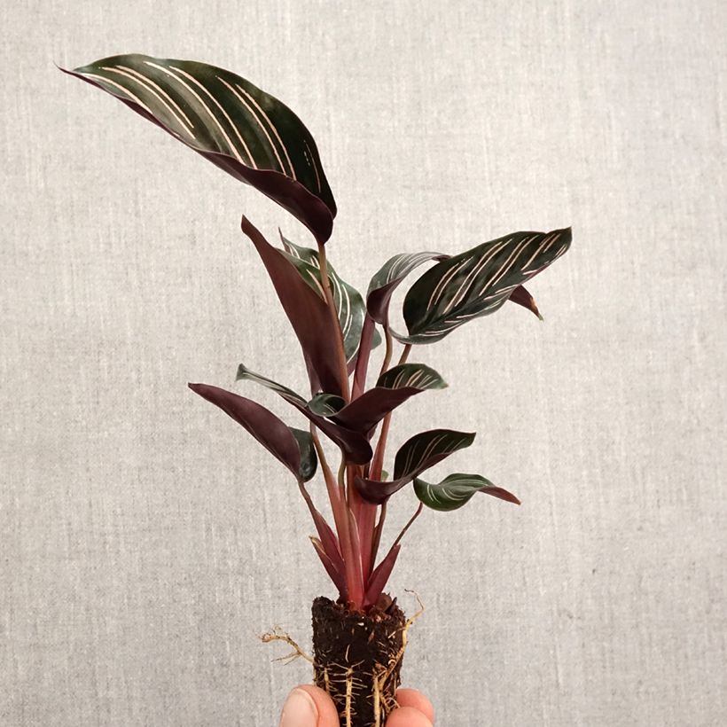 Esimerkki keväällä toimitetusta Maija - Calathea ornata Minikasvi-taimesta