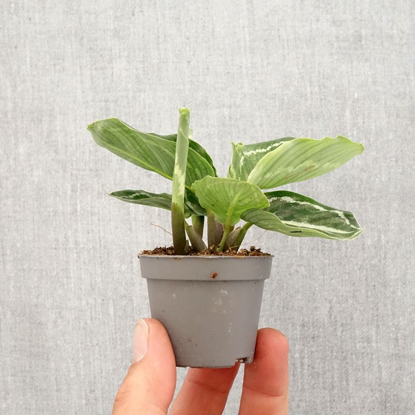 Esimerkki keväällä toimitetusta Maija Green Minikasvi-taimesta