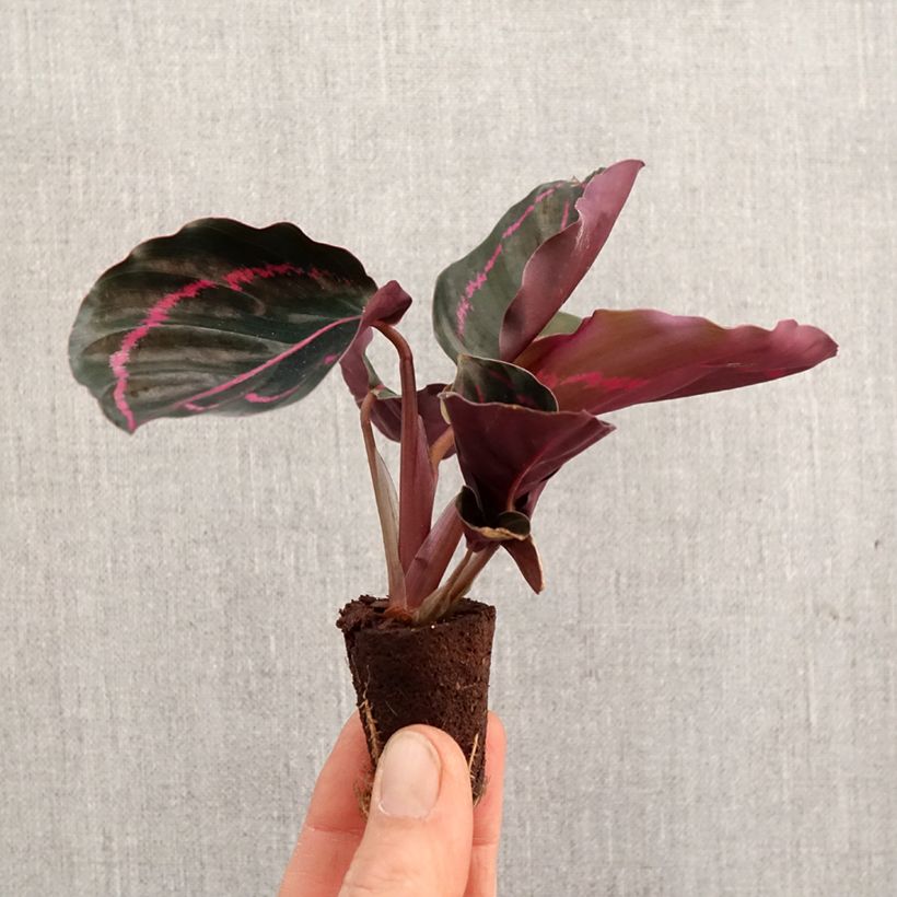 Esimerkki keväällä toimitetusta Calathea roseopicta Mini-plante-taimesta