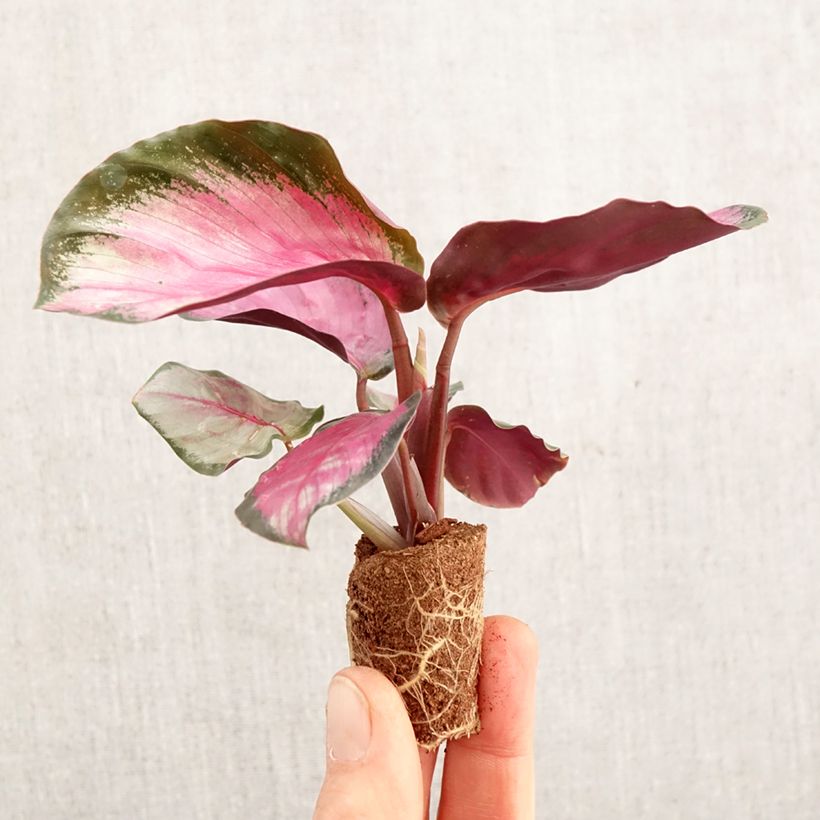 Esimerkki keväällä toimitetusta Calathea roseopicta Rosy Mini-plante-taimesta