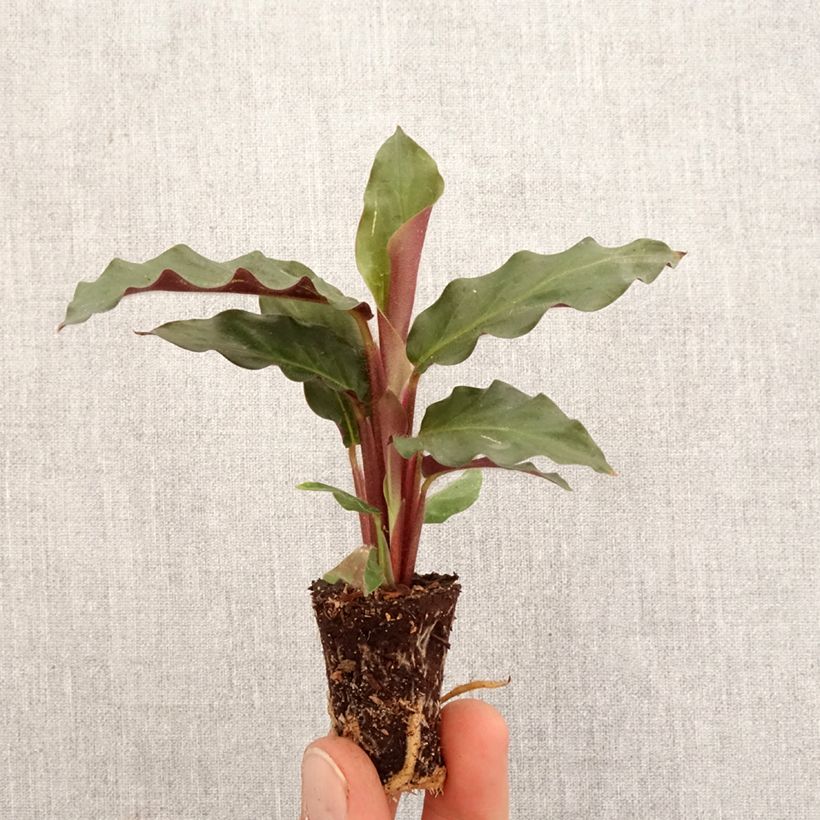 Esimerkki keväällä toimitetusta Aaltomaija - Calathea rufibarba Minikasvi-taimesta