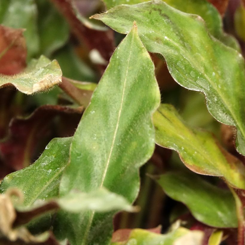 Aaltomaija - Calathea rufibarba (Lehvistö)