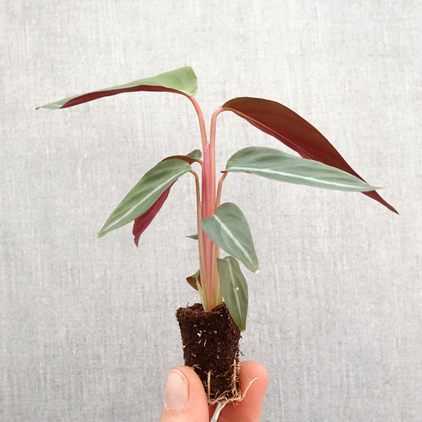 Esimerkki keväällä toimitetusta Calathea sanguinea Mini-plante-taimesta
