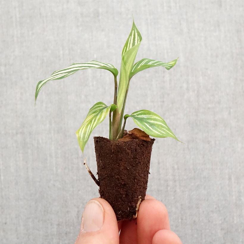 Esimerkki keväällä toimitetusta Calathea vittata Mini-plante-taimesta