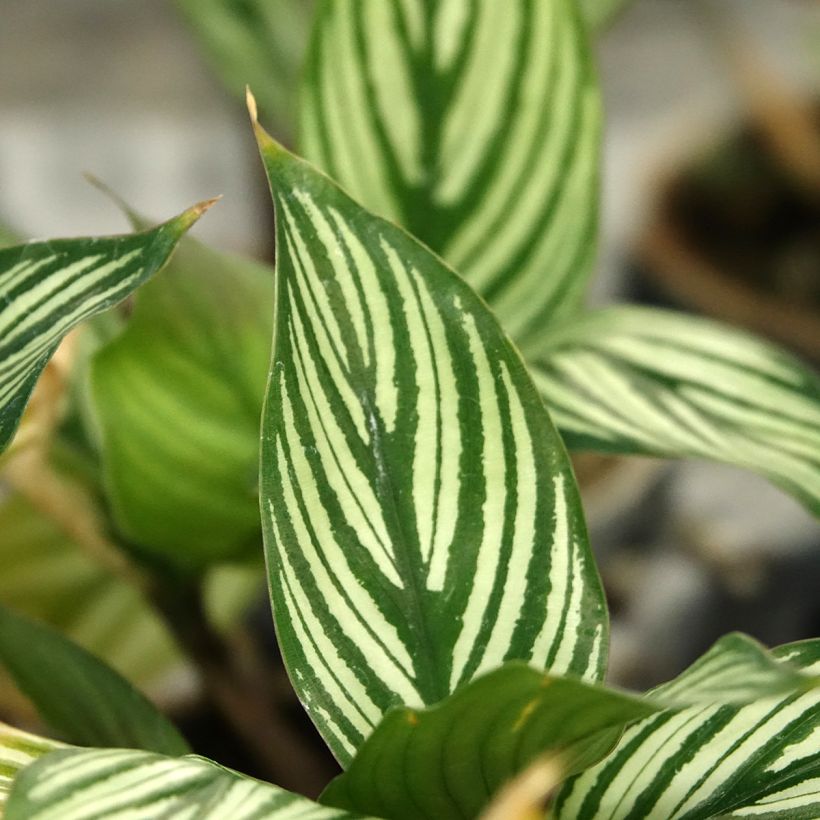 Maija - Calathea vittata (Lehvistö)
