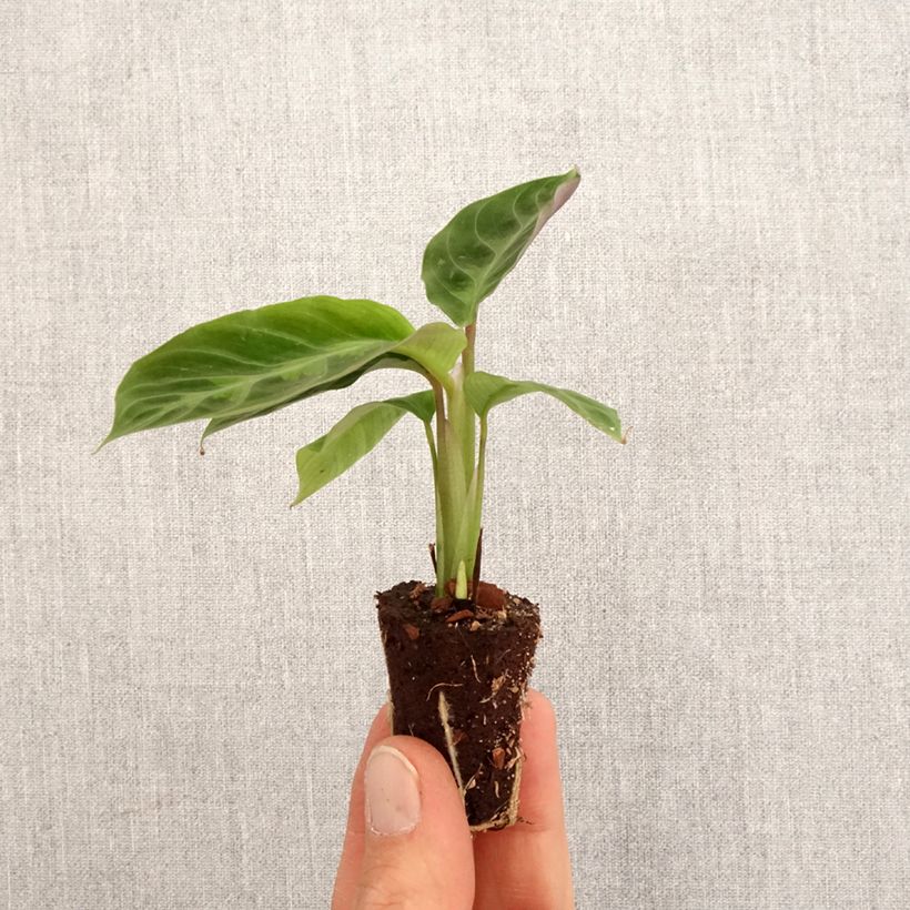 Esimerkki keväällä toimitetusta Calathea warscewiczii Mini-plante-taimesta