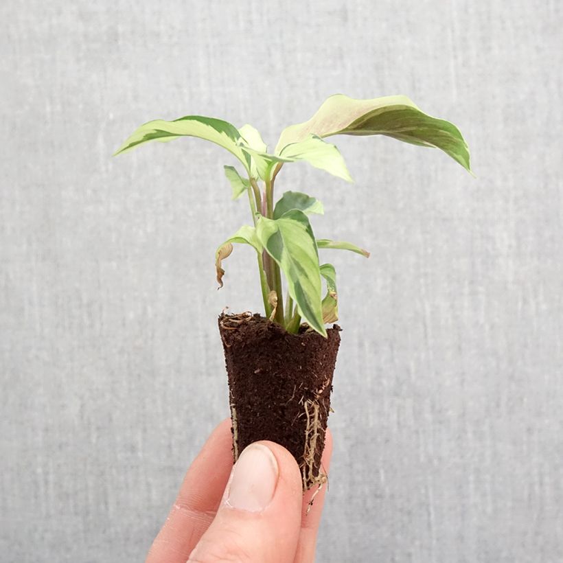 Esimerkki keväällä toimitetusta Calathea Yellow Fusion Mini-plante-taimesta
