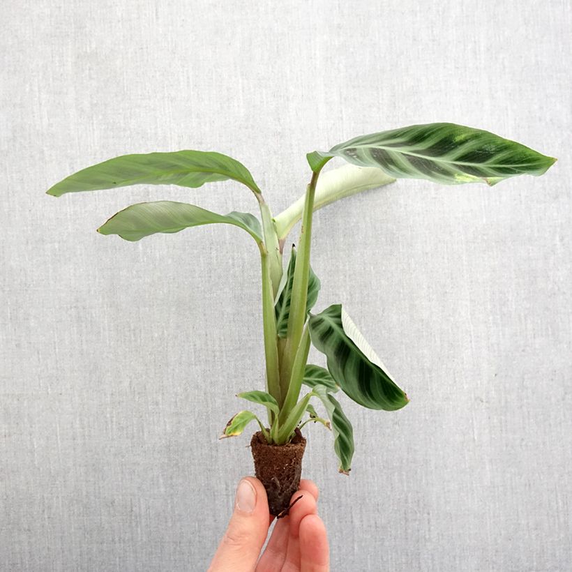 Esimerkki keväällä toimitetusta Calathea zebrina Mini-plante-taimesta